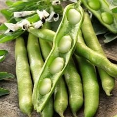 SAKIZ BAKLA TOHUMU – FAVA BEANS SEEDS