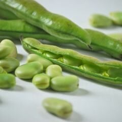 SAKIZ BAKLA TOHUMU – FAVA BEANS SEEDS
