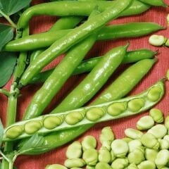 SAKIZ BAKLA TOHUMU – FAVA BEANS SEEDS
