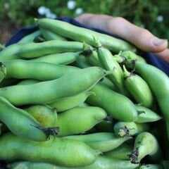 SAKIZ BAKLA TOHUMU – FAVA BEANS SEEDS