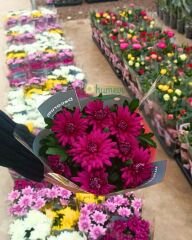 Krizantem - Chrysanthemum - Kasımpatı Çiçeği Mix Saksıda