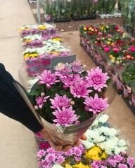 Krizantem - Chrysanthemum - Kasımpatı Çiçeği Mix Saksıda