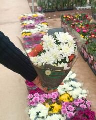 Krizantem - Chrysanthemum - Kasımpatı Çiçeği Mix Saksıda