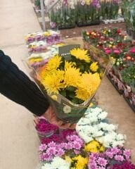 Krizantem - Chrysanthemum - Kasımpatı Çiçeği Mix Saksıda