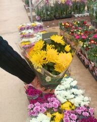 Krizantem - Chrysanthemum - Kasımpatı Çiçeği Mix Saksıda