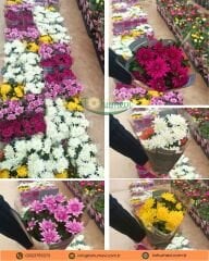 Krizantem - Chrysanthemum - Kasımpatı Çiçeği Mix Saksıda