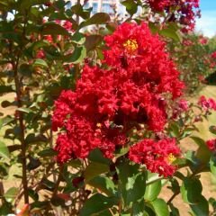 Oya Ağacı Fidanı Kırmızı– LAGERSTROEMIA INDICA 'Pettit Red'