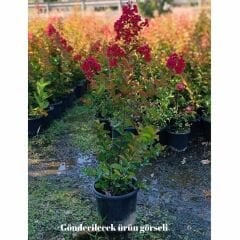 Oya Ağacı Fidanı Kırmızı– LAGERSTROEMIA INDICA 'Pettit Red'