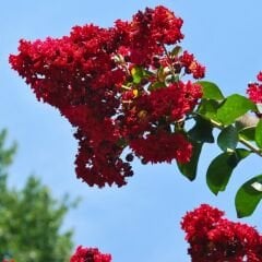 Oya Ağacı Fidanı Kırmızı– LAGERSTROEMIA INDICA 'Pettit Red'