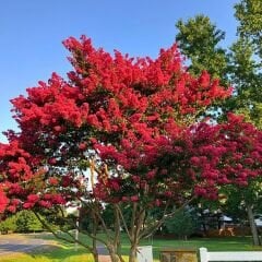 Oya Ağacı Fidanı Kırmızı– LAGERSTROEMIA INDICA 'Pettit Red'