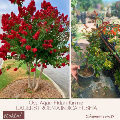 Oya Ağacı Fidanı Kırmızı– LAGERSTROEMIA INDICA 'Pettit Red'