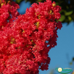 Oya Ağacı Fidanı Kırmızı– LAGERSTROEMIA INDICA 'Pettit Red'