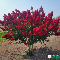 Oya Ağacı Fidanı Kırmızı– LAGERSTROEMIA INDICA 'Pettit Red'