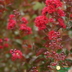 Oya Ağacı Fidanı Kırmızı– LAGERSTROEMIA INDICA 'Pettit Red'