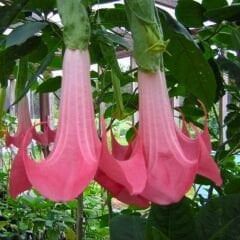 Melekler Borazanı Fidanı Pembe - Brugmansia