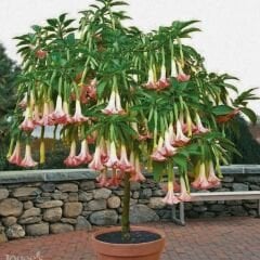Melekler Borazanı Fidanı Pembe - Brugmansia