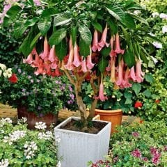 Melekler Borazanı Fidanı Pembe - Brugmansia