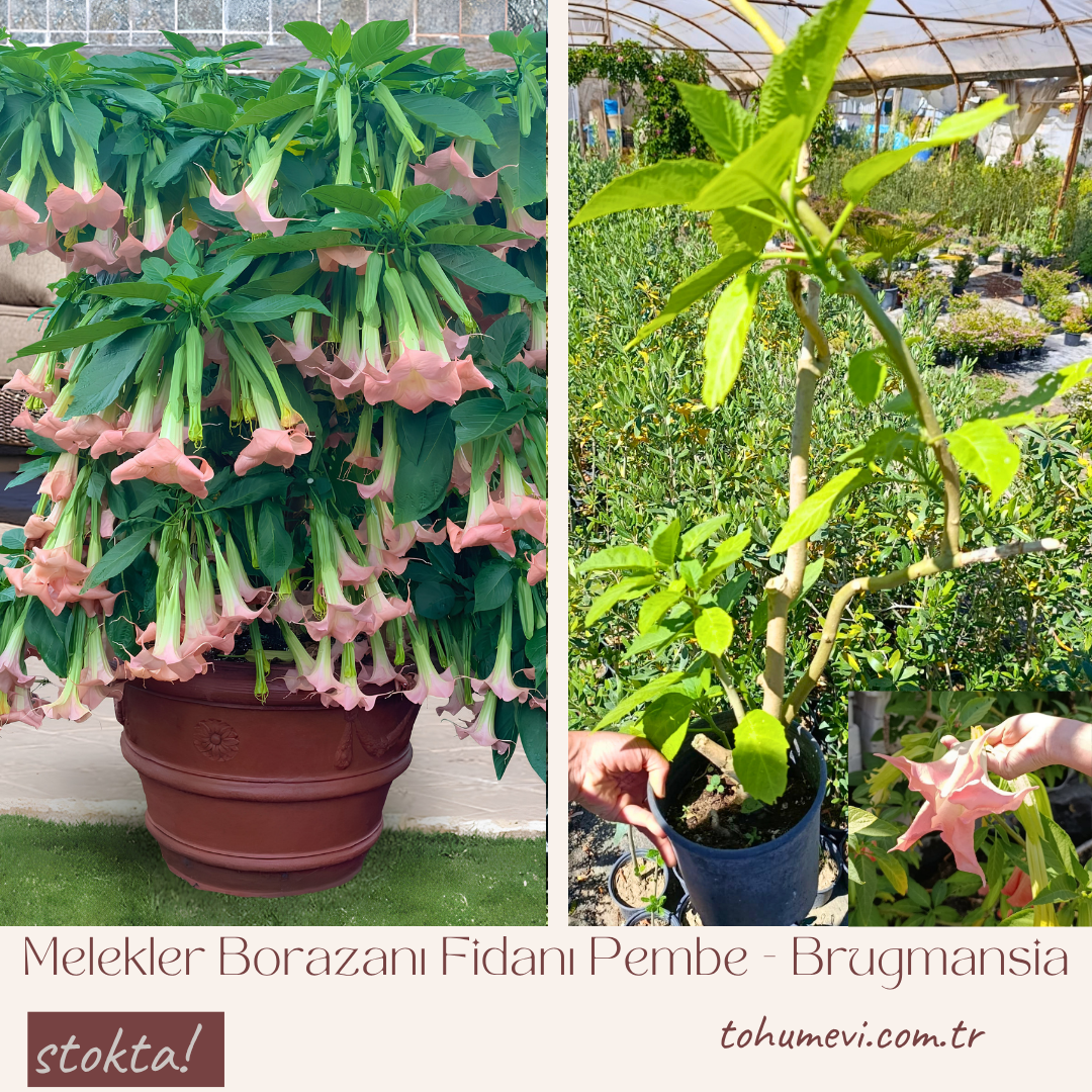 Melekler Borazanı Fidanı Pembe - Brugmansia