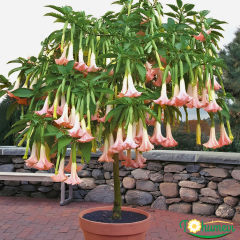 Melekler Borazanı Fidanı Pembe - Brugmansia