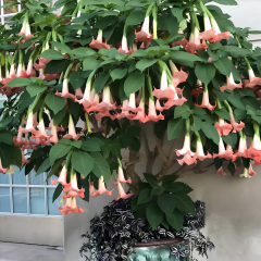 Melekler Borazanı Fidanı Pembe - Brugmansia