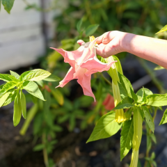Melekler Borazanı Fidanı Pembe - Brugmansia