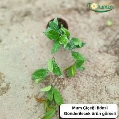 Mum Çiçeği Fidesi - Bal Mumu Çiçeği - Hoya Carnosa