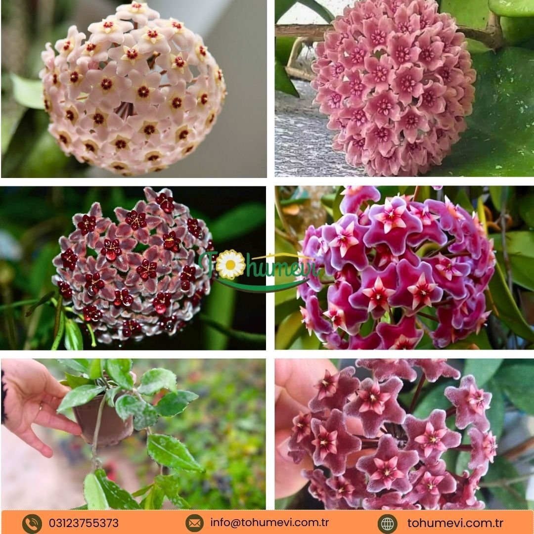 Mum Çiçeği Fidesi - Bal Mumu Çiçeği - Hoya Carnosa