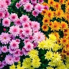 Kasımpatı Çiçeği Mix Saksıda - Krizantem - Chrysanthemum