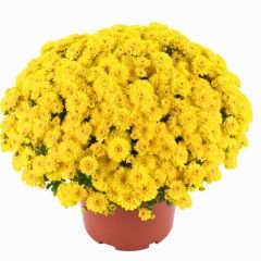 Kasımpatı Çiçeği Mix Saksıda - Krizantem - Chrysanthemum
