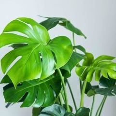 Deve Tabanı Bitkisi – Monstera deliciosa