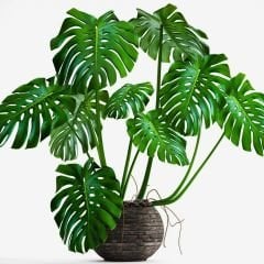 Deve Tabanı Bitkisi – Monstera deliciosa