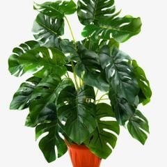 Deve Tabanı Bitkisi – Monstera deliciosa