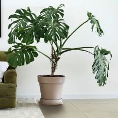 Deve Tabanı Bitkisi – Monstera deliciosa