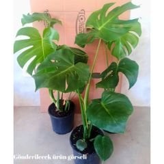 Deve Tabanı Bitkisi – Monstera deliciosa
