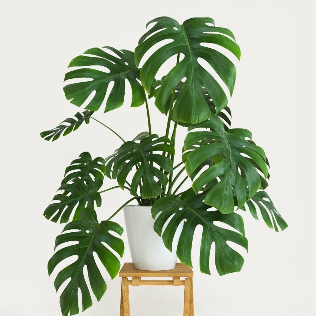 Deve Tabanı Bitkisi – Monstera deliciosa