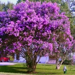 Oya Ağacı Fidanı Mor – LAGERSTROEMIA INDICA