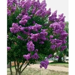 Oya Ağacı Fidanı Mor – LAGERSTROEMIA INDICA