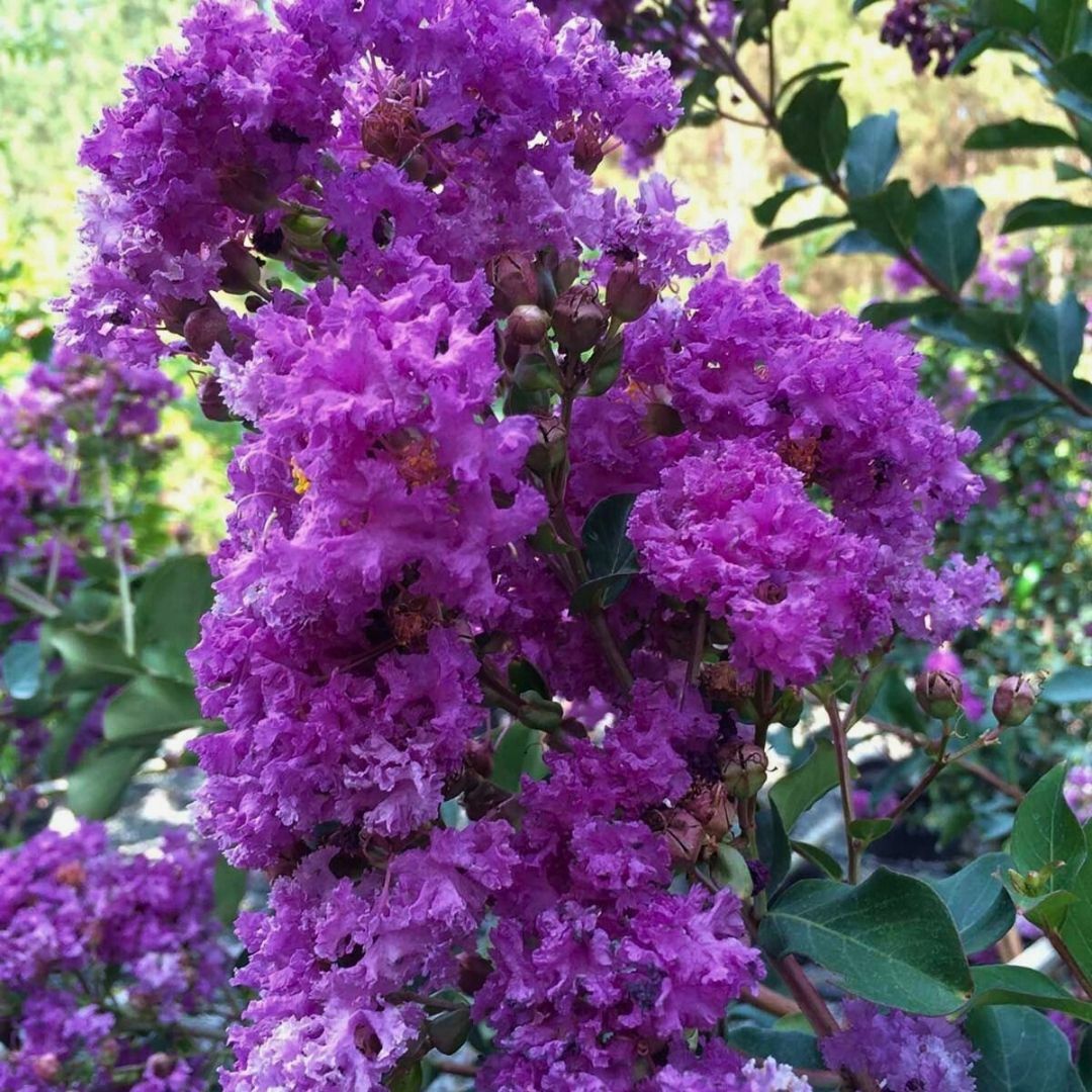 Oya Ağacı Fidanı Mor – LAGERSTROEMIA INDICA