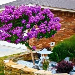 Oya Ağacı Fidanı Mor – LAGERSTROEMIA INDICA