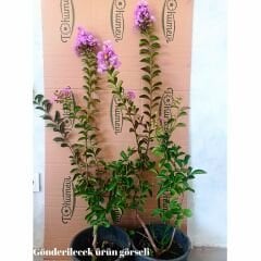 Oya Ağacı Fidanı Mor – LAGERSTROEMIA INDICA