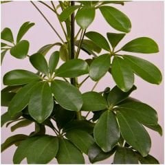 Şeflera Bitkisi - Şemsiye Ağacı - Schefflera Tek Dikim 80-100 cm