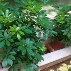 Şeflera Bitkisi - Şemsiye Ağacı - Schefflera Tek Dikim 80-100 cm