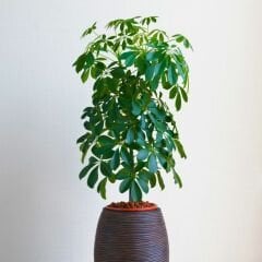 Şeflera Bitkisi - Şemsiye Ağacı - Schefflera Tek Dikim 80-100 cm