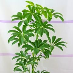 Şeflera Bitkisi - Şemsiye Ağacı - Schefflera Tek Dikim