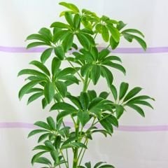 Şeflera Bitkisi - Şemsiye Ağacı - Schefflera Tek Dikim 80-100 cm