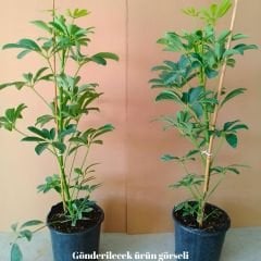 Şeflera Bitkisi - Şemsiye Ağacı - Schefflera Tek Dikim 80-100 cm