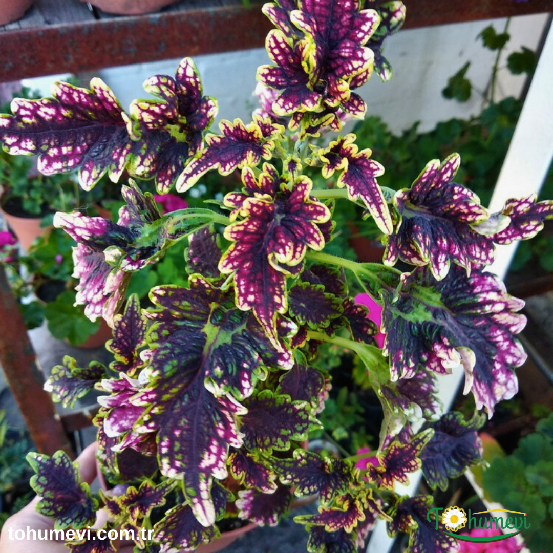 Yaprak Güzeli Çiçeği Saksıda - Coleus blumei