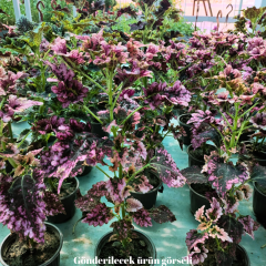 Yaprak Güzeli Çiçeği Saksıda - Coleus blumei