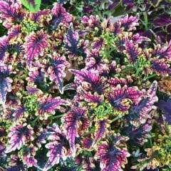 Yaprak Güzeli Çiçeği Saksıda - Coleus blumei