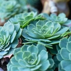 Echeveria Çiçeği - Sukulent